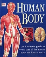 Human Body артикул 7869a.